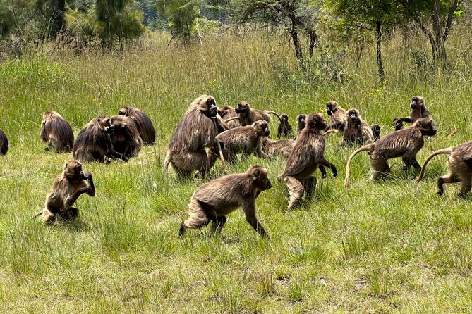 1-Day Tour Old bridge, Monastery,water falls Wildlife,Birds, - From Addis Ababa to the highlands north of the city