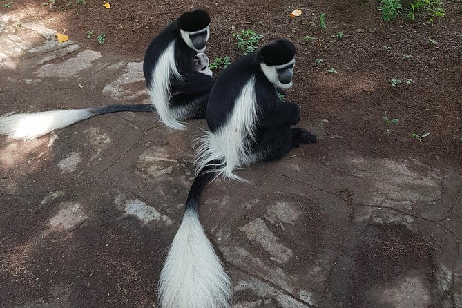 2 Days Ethiopian Rift Valley Lakes Tour from Addis Ababa - Melka Kunture connects the Rift Valley to human origins