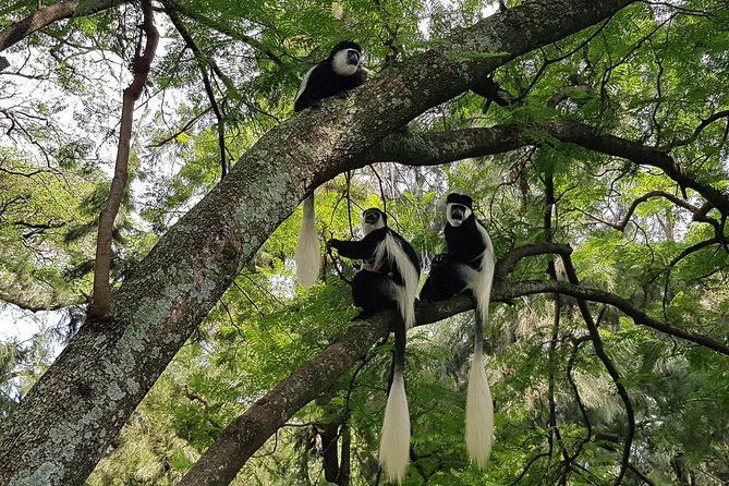 2 Days Ethiopian Rift Valley Lakes Tour from Addis Ababa - Abiyatta-Shalla National Park offers a different kind of lake country