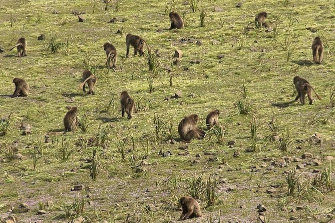 2 Days Simien Mountains Trekking - How much walking should you expect?