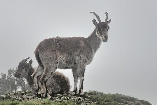 2 Days Simien Mountains Trekking - Who will get the most from this trek?