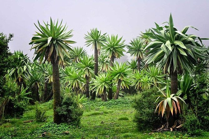 2 Days Simien Mountains Trekking - Cancellation and planning notes