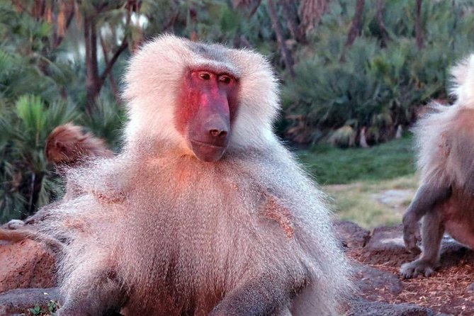 2 Days Wildlife Safari to Awash National Park - Key points to know before booking