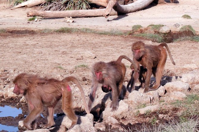 2 Days Wildlife Safari to Awash National Park - Awash River Falls and an overnight at Genet Hotel