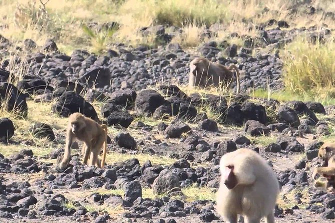 2 Days Wildlife Safari to Awash National Park - The early morning drive on Day 2