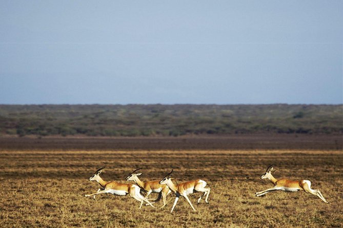 2 Days Wildlife Safari to Awash National Park - Sodere hot springs beside the Awash River