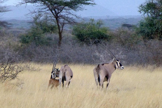 2 Days Wildlife Safari to Awash National Park - What the $358.98 price covers