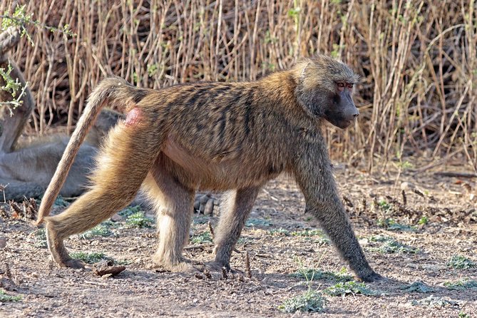 2 Days Wildlife Safari to Awash National Park - The practical side of this Addis Ababa safari