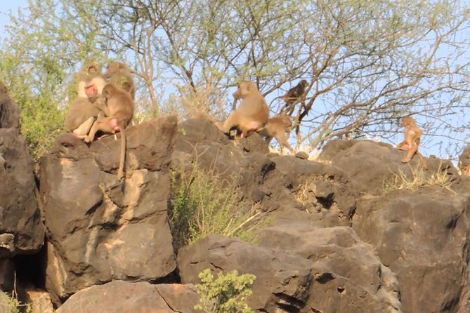 2 Days Wildlife Safari to Awash National Park - Who will enjoy this trip most