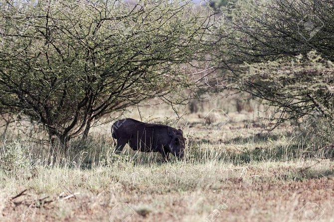 2 Days Wildlife Safari to Awash National Park - The first game drive across Ilala Sala Plain