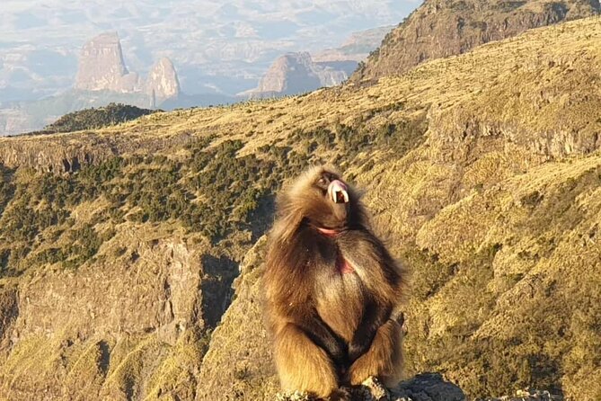 2 Nights 3 Days Trek to Semien Mountain - Why this Simien trek is worth three days