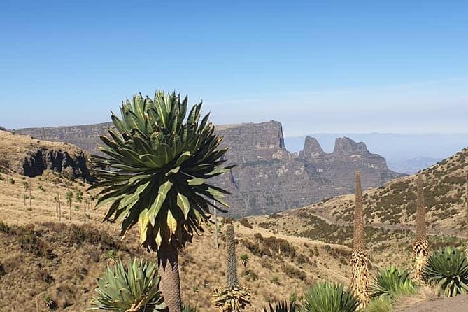 2 Nights 3 Days Trek to Semien Mountain - Should you book this Simien Mountains trek?