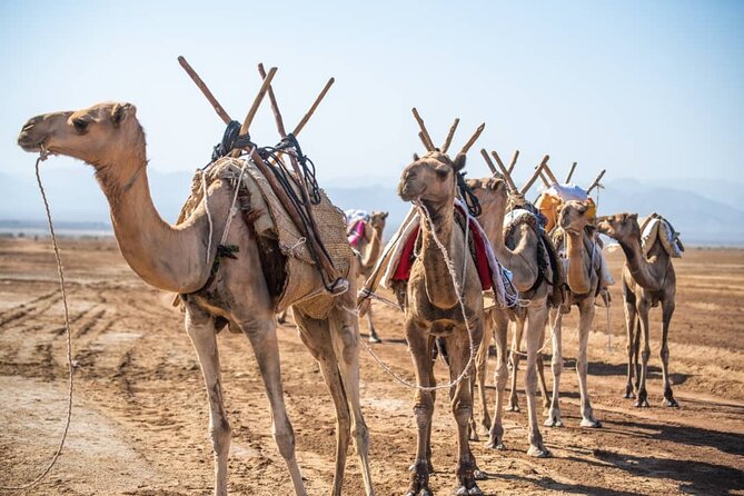 3 Day Danakil Depression Ertale and Dallol Tours - Day 2: A second look at Erta Ale and the road to Hamed Ela