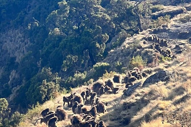 3 Day Simien Mountains Tours - Why the Simien Mountains are worth the effort