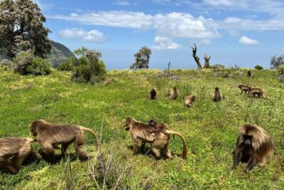3 Day Simien Mountains Tours