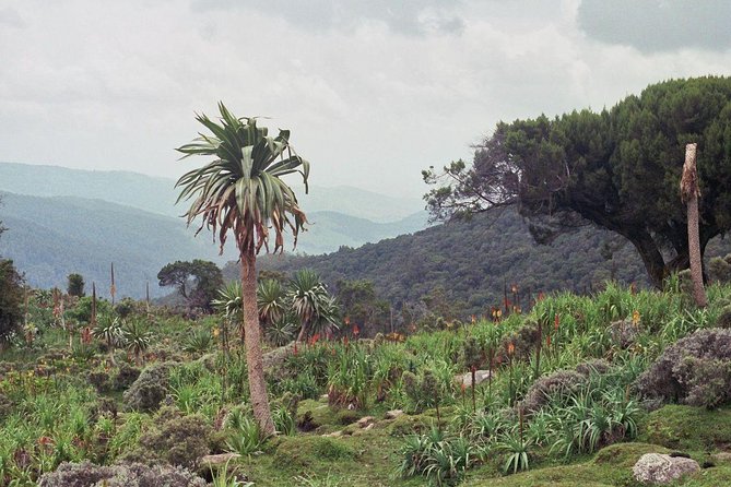 3 Days Bale Mountains Trekking - Key points before you book