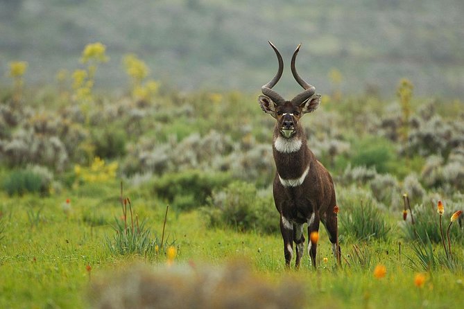 3 Days Bale Mountains Trekking - What the $410.26 price really covers
