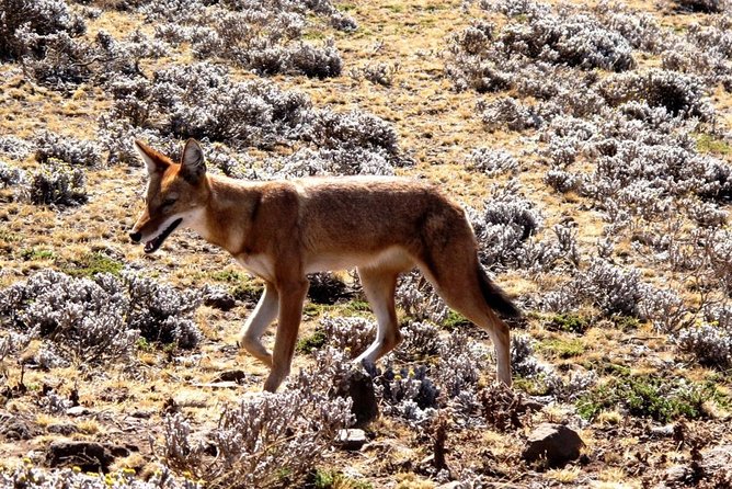 3 Days Bale Mountains Trekking - Who will enjoy this three-day route