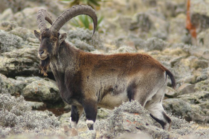 3 Days Simien Mountains Trekking - Guides, scouts, and camp support