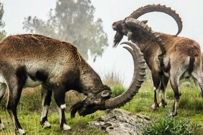 3 Days Trekking Simien Mountains Tours - Jinbar Waterfall and the climb to Geech