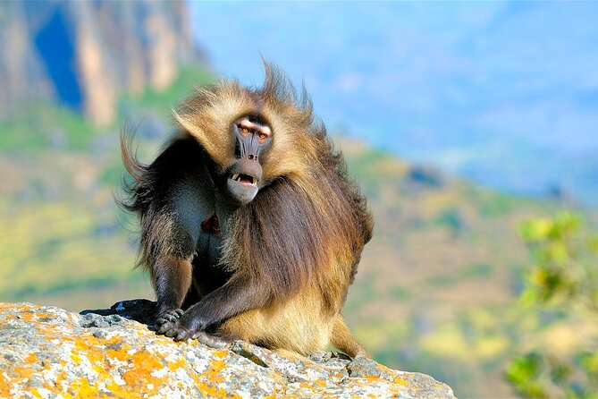 4 Days Tour to North Part of Ethiopia - Hotels, transfers, and group size