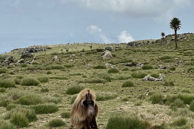 5-Day Northern Ethiopia Tour : 3D Simien Mountains Trek & Axum. - Churches and inscriptions tell a different Axum story