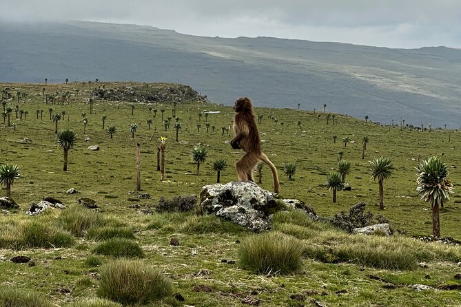 5-Day Northern Ethiopia Tour : 3D Simien Mountains Trek & Axum. - Sankober sets the tone with a five-hour mountain day