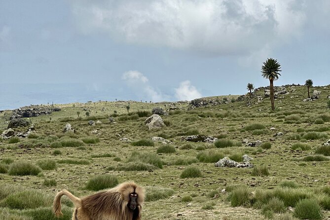 5-Day Northern Ethiopia Tour : 3D Simien Mountains Trek & Axum. - Sankober to Geech follows rivers, valleys, and waterfalls