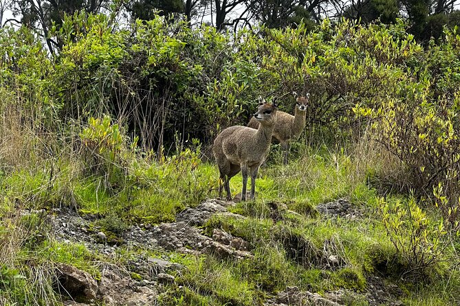 5-Day Northern Ethiopia Tour : 3D Simien Mountains Trek & Axum. - The guiding style and group setup