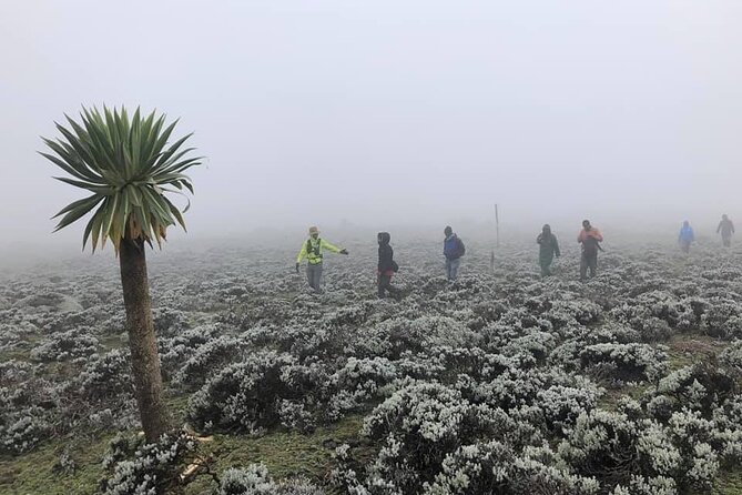 6 Days Bale Mountains Trekking - Day 1: Dinsho’s juniper woods and first wildlife sightings