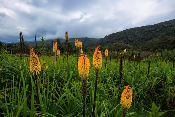 6 Days Bale Mountains Trekking - Day 3: Mararo Valley and a night at 3,900 meters