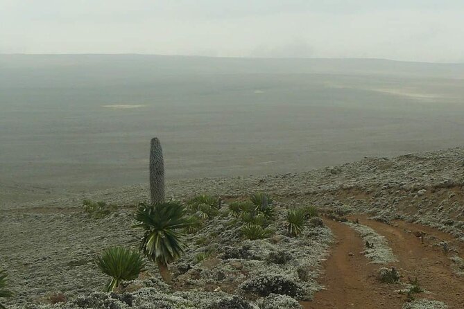 6 Days Bale Mountains Trekking - Day 6: A short final transfer to the airport