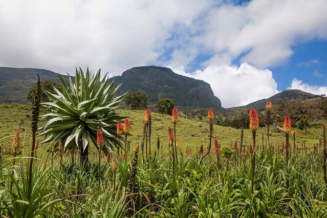 6 Days Bale Mountains Trekking - Day 2: An 18-kilometer walk beside the Wolla and Web rivers