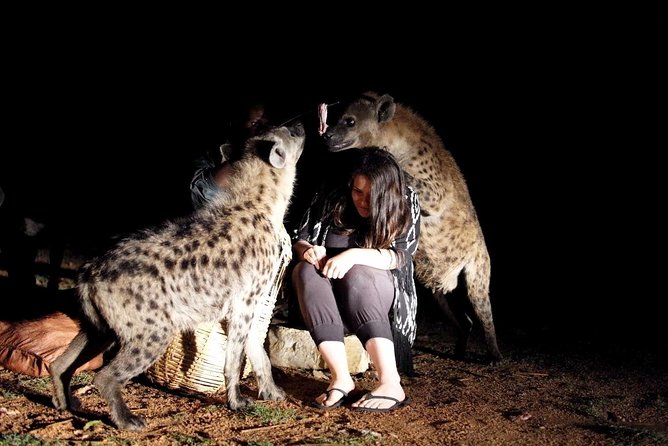 6 Days Lalibela, Omo Valley and Harar - Day 5 evening: Harar’s old wall and the hyena feeding