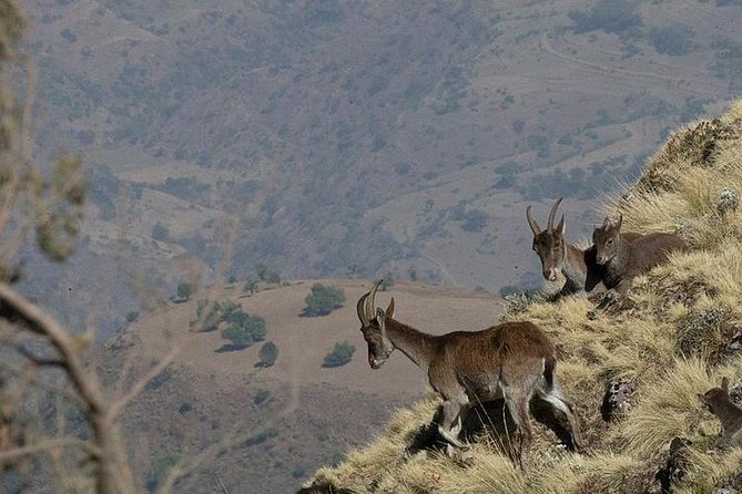 6 Days tour Package (Simien Mountains, Lalibela, and Danakil Depression) - What $1,435.90 includes, and what it does not