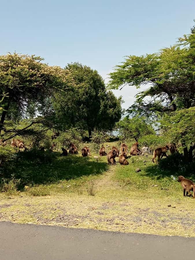 Addis Ababa: Debre Libanos, Blue Nile Gorge, and Cave Tour - The day at a glance