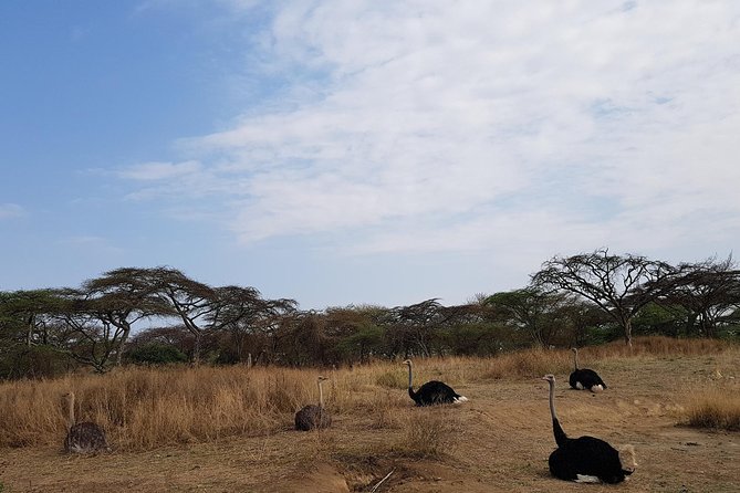 Arba Minch, Dorze Tribe, Konso, and Awasa Private 4 Days Tour from Addis Ababa - Practical details that affect your comfort