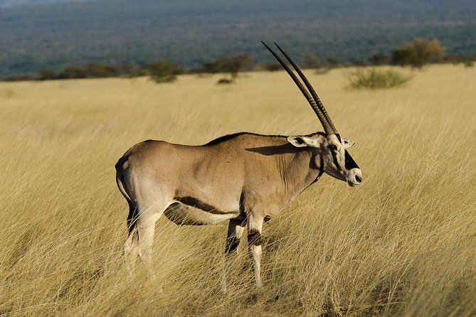 Awash National Park Tours - Key points to know before you book