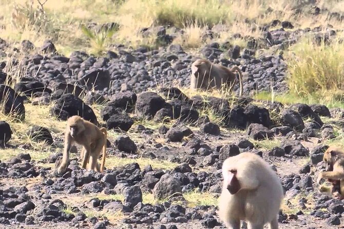 Awash National Park Tours - Who will get the most from this two-day trip