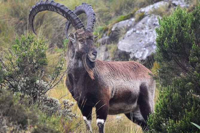 Day trek to Simien Mountain - The three to four hour walk to Chilkuwanit