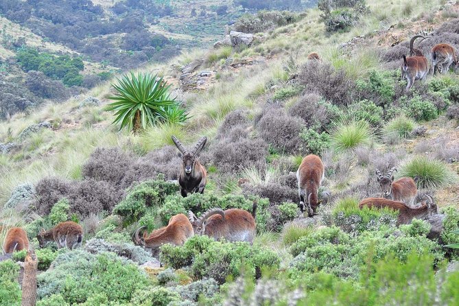 Day trek to Simien Mountain - Gelada baboons are the star wildlife sighting