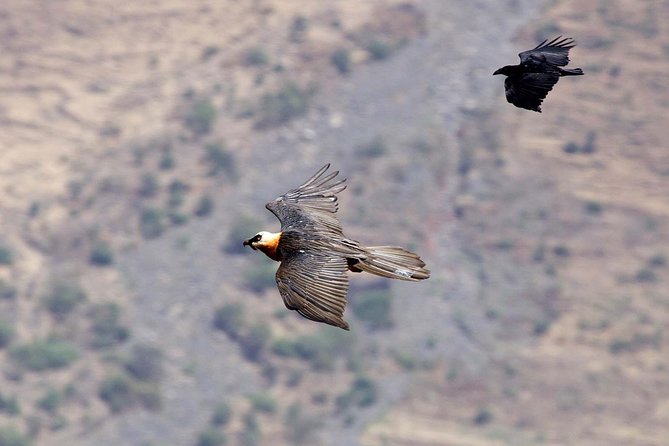 Day Trip From Addis Ababa See Historical Monastery,Stunning Nature,Animals,Birds - Guides, drivers, and the small-group format