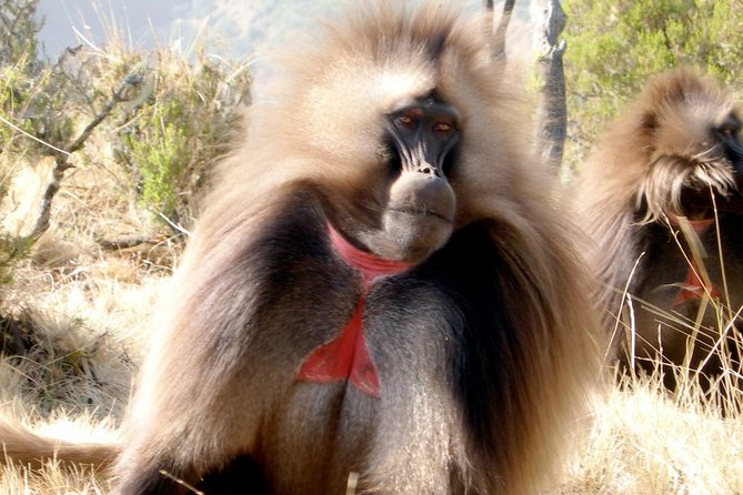 Day Trip From Addis Ababa To Debre Libanos & Blue Nile Gorge - Key points at a glance