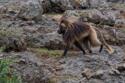 Day Trip From Addis Ababa To Debre Libanos & Blue Nile Gorge