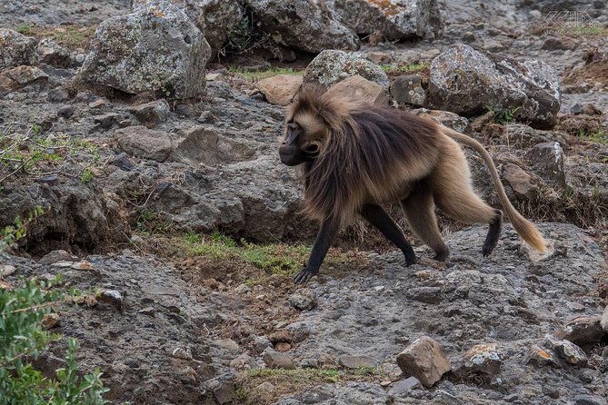 Day Trip From Addis Ababa To Debre Libanos & Blue Nile Gorge - Debre Libanos and the story of Saint Tekle Haymanot