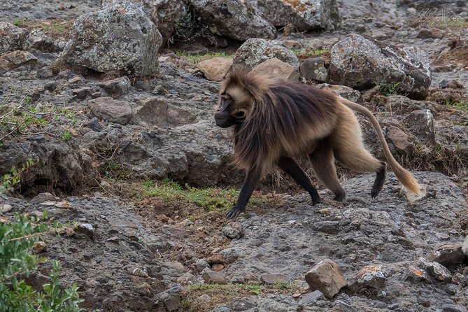 Day Trip From Addis Ababa To Debre Libanos & Portuguese Bridge - What the $100 price really buys