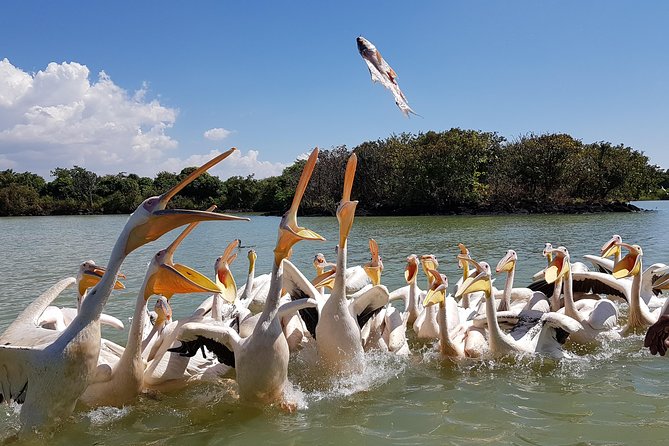 Day trip on Bahir dar. To visit lake tana monasteries and Blue Nile Falls. - Key points to know before booking