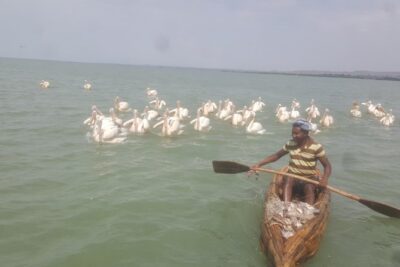 Day trip on Bahir dar. To visit lake tana monasteries and Blue Nile Falls.