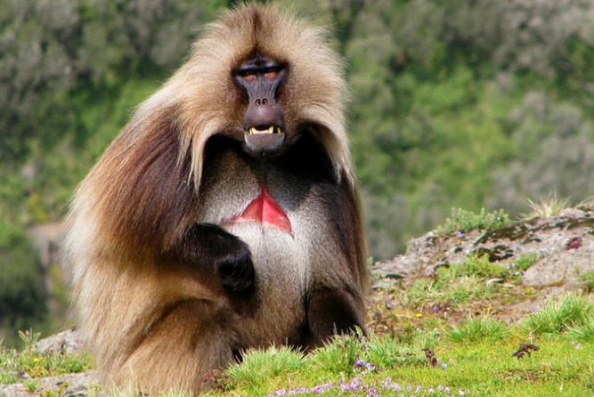 DAY TRIP TO Debre Libanos Monastery Cave Church Nature and Wildlife - Wildlife, gorge views, and time outdoors