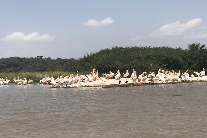 Day Trip To Lake Ziway - Bird-watching at Bochessa in 30 minutes